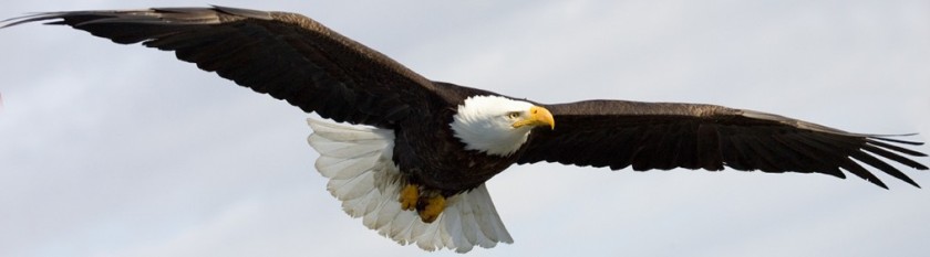 cropped-soaring-eagle
