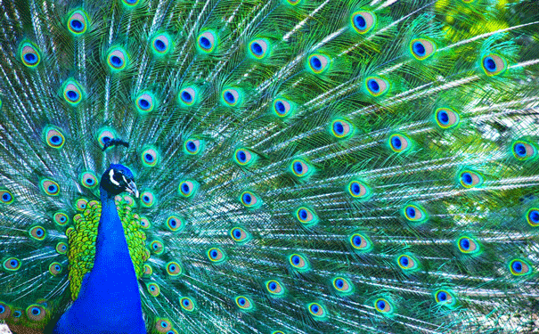 pretty-peacock